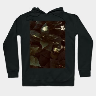 Dramatic photo of hydrangea leaves Hoodie